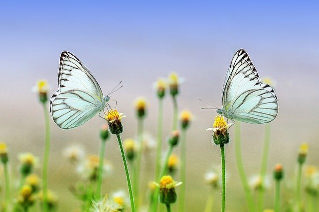 motýl.jpg