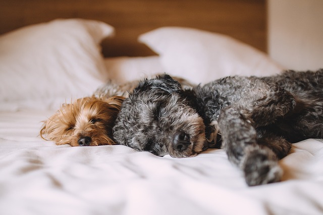 Dvaja psi ležiaci na posteli.jpg